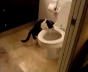 10,000 Flushes